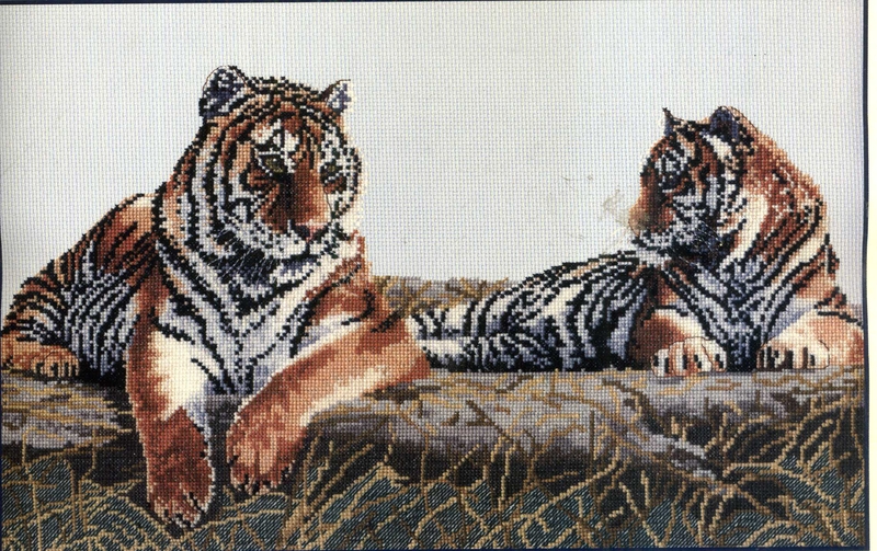 Tigres royaux   -60%